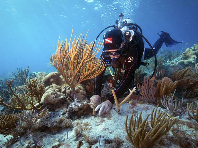 A diver restoring a coral reef. Photo: Reef Resilience Network