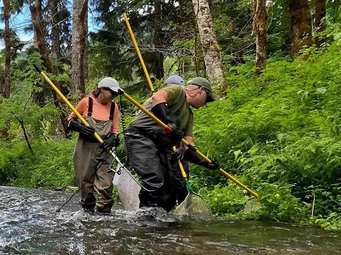 Jodie Robinson, left, electrofishing for brook trout in a forested area in Carson, Washington. Credit: NOAA
