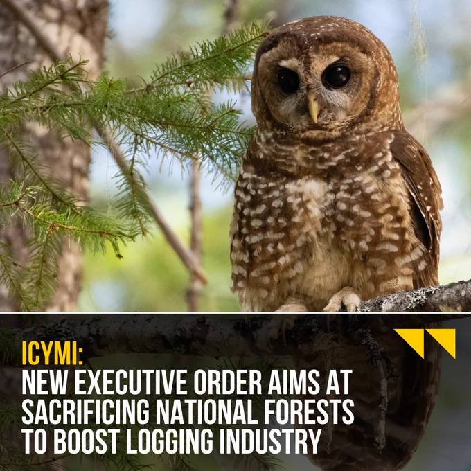 A northern spotted owl sits on a branch in a forest. Black box with yellow accents in bottom of image reads "ICYMI: New Executive Order Aims At Sacrificing National Forests To Boost Logging Industry."