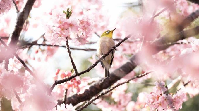 Photo by Sora Sagano on Unsplash:

https://unsplash.com/photos/a-bird-sitting-on-a-branch-of-a-tree-mLlIS6sL3ZQ?utm_source=Twitter&utm_content=SSM&utm_campaign=awareness
