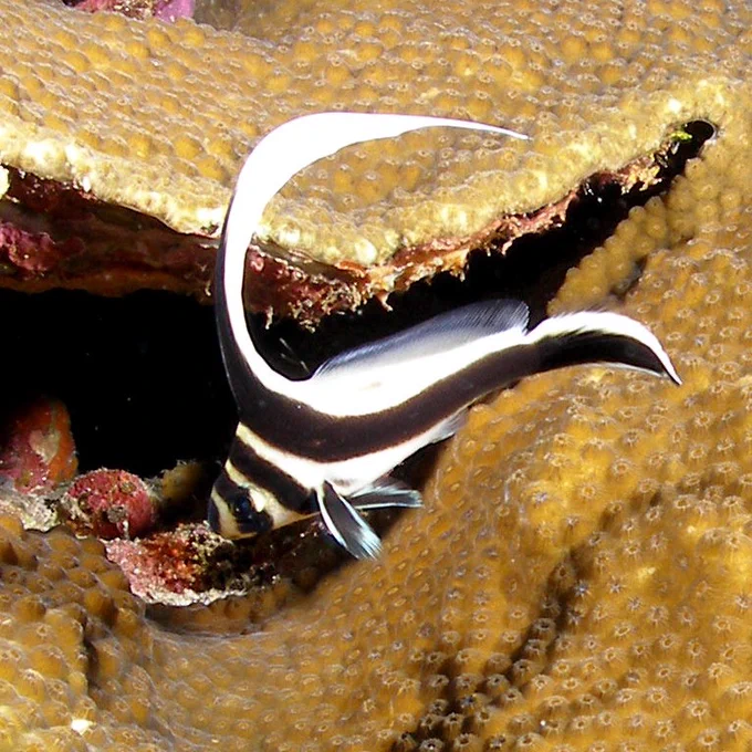 Black and white striped juvenile drum fish with a long swooping white dorsal fin