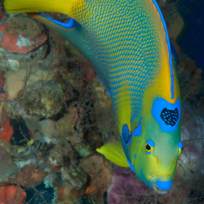 Bright green, blue, and yellow queen angelfish