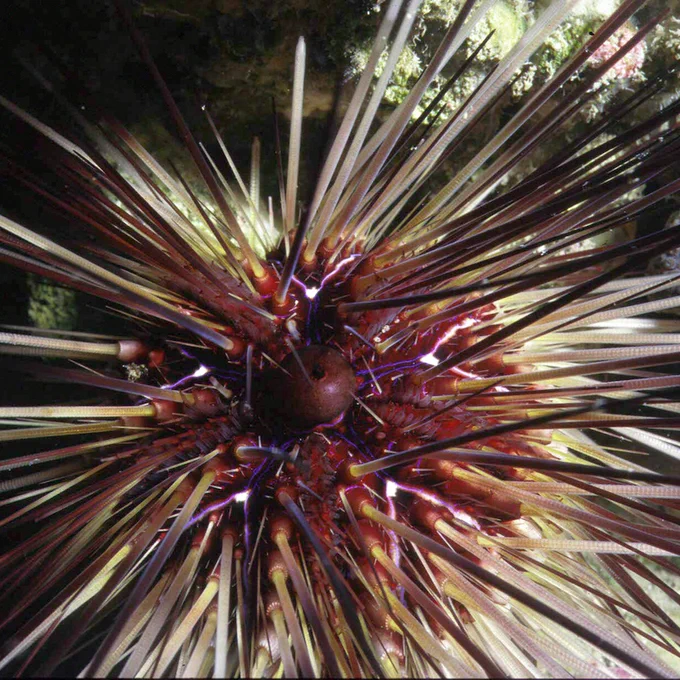 Close up view of purple star pattern between spines on the top of a long-spined sea urchin.