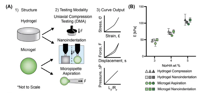 (A) Schematic overview of the (1) sample structure (hydrogel/microgel) that is tested through (2) various testing modalities (compres-sion/nanoindentation/micropipette aspiration) where (3) curve outputs are used to calculate the sample modulus. (B) Calculated moduli for each structure (hydrogel: gray, microgel: green), testing modality (triangle: uniaxial compression testing, square: nanoindentation, circle: micropipette aspiration), and macromer concentration (3 wt%, 4 wt%, 5 wt%; darker color = higher wt%). n = 3–5 independent samples per condition. 