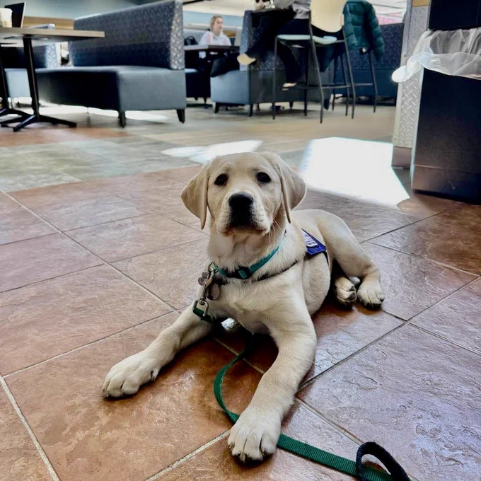 A yellow Labrador retriever puppy laying on a tile floor