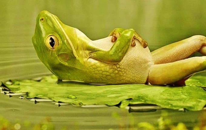 Photo of a greeny yellowy frog, relaxing on it's back, lying on a lily pad on a pond 