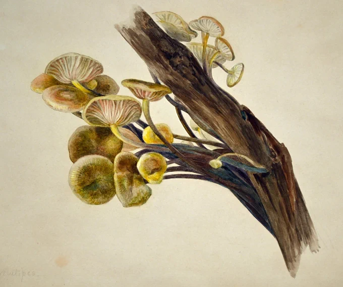 This artwork by Beatrix Potter is of the fungus Flammulina velutipes, or Collybia velutipes. 