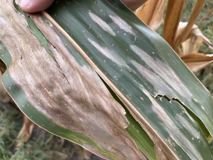 Disease lesions on a corn leaf. 