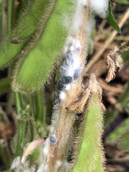 Soybean stem with white mold, sclerotia, and dead tissue. 