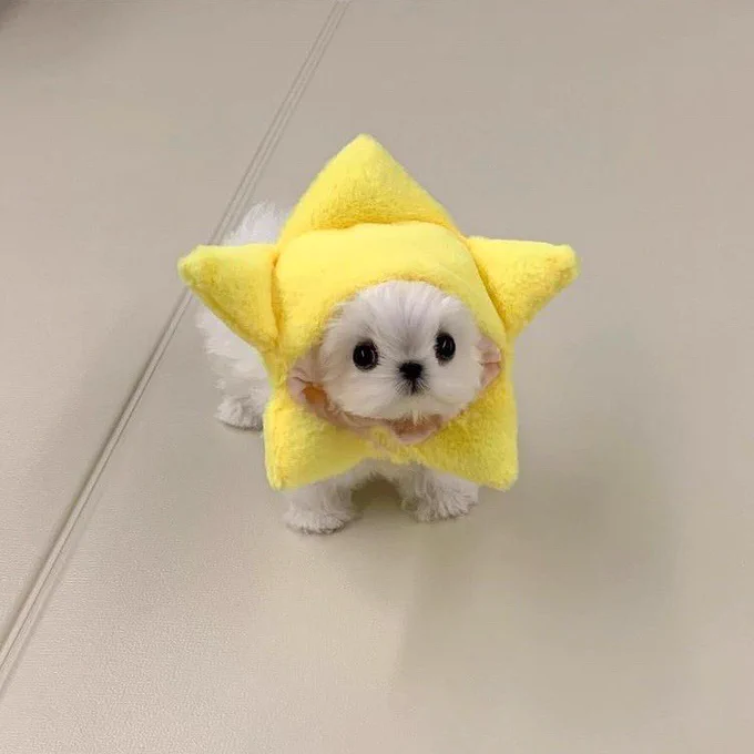 a tiny white dog stands on a tile floor and looks up at you. they’re wearing a big plush yellow star around their teensy noggin, like the world’s most congratulatory lion mane. we really needed to see her today.