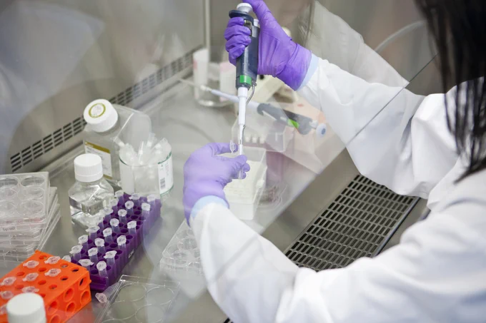 Scientifique utilisant une micropipette pour préparer des échantillons sous une hotte.