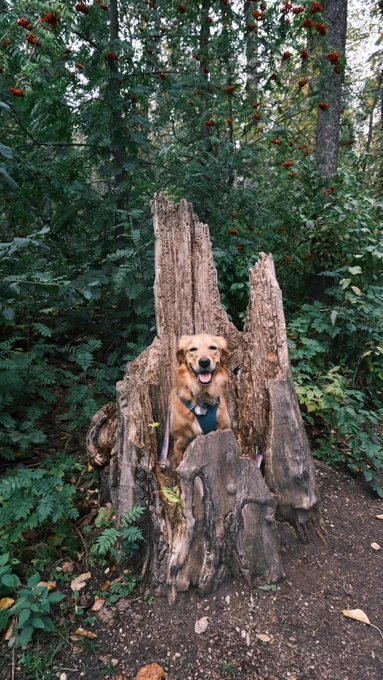 Golden retriever sitting in a log by the forest