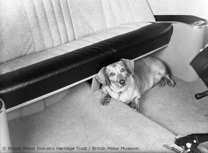 A black and white photograph of a dachshund or sausage dog lying underneath a car seat and looking up at the camera. 