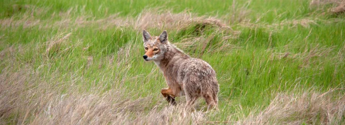 Coyote walking through a grassy field.