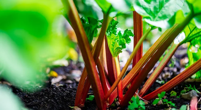Vibrant rhubarb stalks growing in rich soil with lush green leaves overhead.