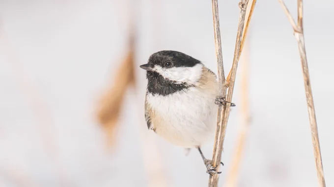 Black-capped chickadee sitting on a tree branch with snow in the background/