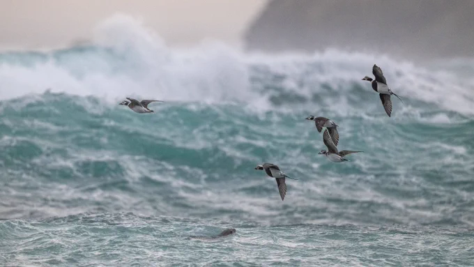 Long-tailed ducks flying above wild seas in Orkney. with an otter visible in the surf below.