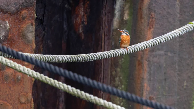 Kingfisher on mooring ropes in Stromness, Orkney.