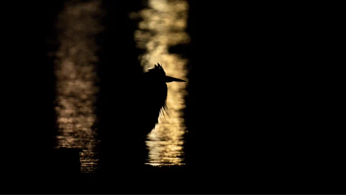 Silhouetted grey heron in Orkney.