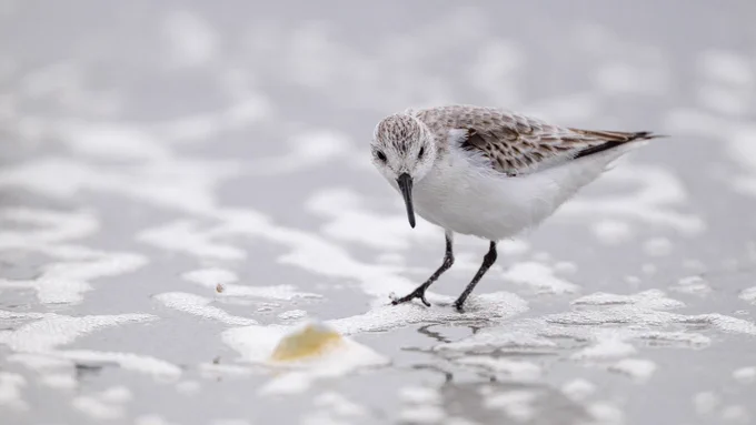 Sanderling on the tideline in Orkney with a small limpet to the left. 