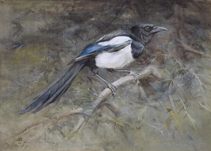 This painting is The Magpie by Edwin Alexander (1870 - 1926). It shows a magpie in profile, perched on a branch and facing to the right. The bird has a black head and a black and white body, with a blue and green sheen across the black feathers on its wings. It has a sharp black beak, and shiny black eyes.