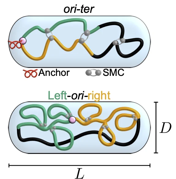 A cartoon schematic depicts two pill shaped chromosomes with length L and height D: an ori-ter ordered chromosome as observed in Caulobacter crescentus (top) and a left-ori-right ordered chromosome as observed in slowly growing E. coli (bottom). The C. crescentus chromosome contains one big loop of squiggly lines colored green, black, and orange with three gray, pin-like structures — loop-extruding condensins — “cinching” the loop at specific locations. On the left edge of the loop is a pink circle attached to a red coil, depicting an anchor to the cell wall. The E. coli chromosome contains a more tangled loop of green, black, and orange lines, with the latter two lines forming smaller loops with six loop-extruding condensins.