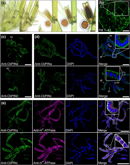 Immunolocalization of CbPINa, CbPINc, and H -ATPase in the plasma membrane of antheridial cells of Chara braunii.