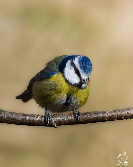 Blue tit perched on branch. Sunny yellow backdrop.