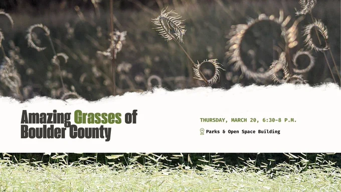Amazing Grasses of Boulder County on Thursday, March 20, 6:30-8 p.m. 