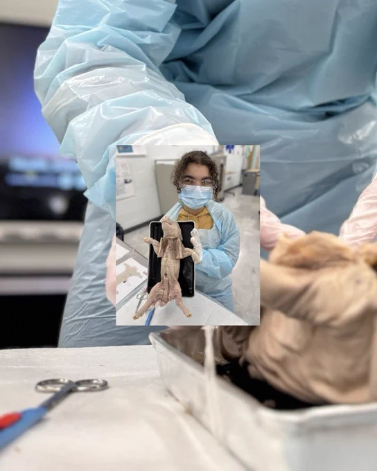 Pig dissection 2025