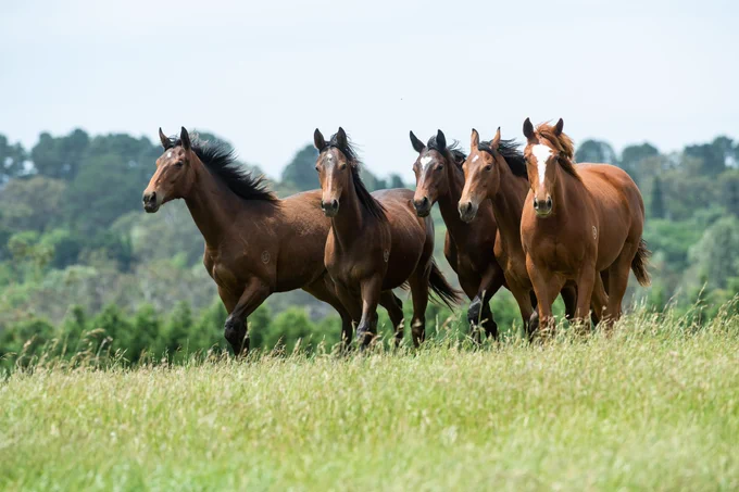 Four horses running in a field with trees in the background, promoting that applications are now open for the AgriFutures Thoroughbred Horses Advisory Panel Chair. 
