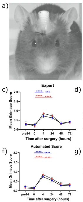 Mouse face image collected from the GrimACE device, showing bilateral cannula implant 24hrs after surgery. Expert and machine learning agent detect transient pain levels that are managed equally well by meloxicam-only or meloxicam buprenorphine. 