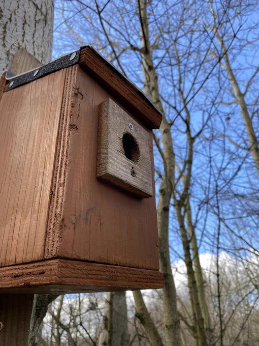 A refurbished nest box that was found on the ground earlier on in the year reinstalled in woodland