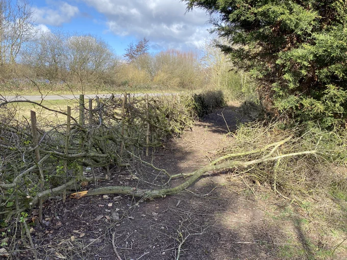 One of the laid hedge pleachers twisted and wrenched out of the hedge