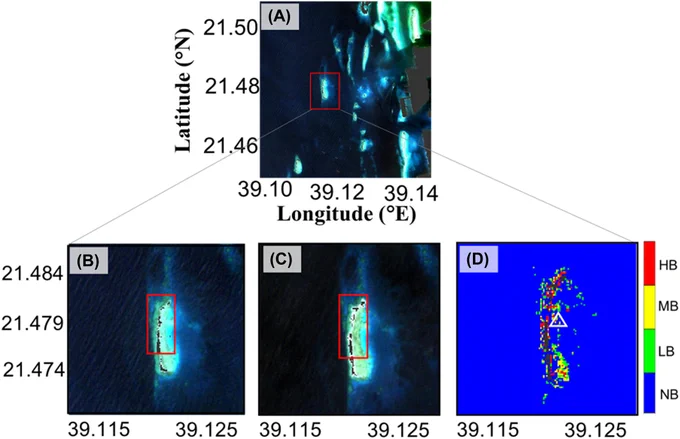 Remotely sensing coral bleaching in the Jeddah reef (Saudi Arabia) and mapping their severity levels. (A) and (B) RGB composite images acquired on October 3, 2023. (C) RGB image was acquired on January 22, 2020. (D) Coral bleaching map based on the least-squares approach on October 3, 2023 in the Jeddah region. (In (D) HB, high bleaching; LB, low bleaching; MB, moderate bleaching; NB, no bleaching; the white triangle indicates the sampling location highlighting the presence of a moderate bleaching event). 