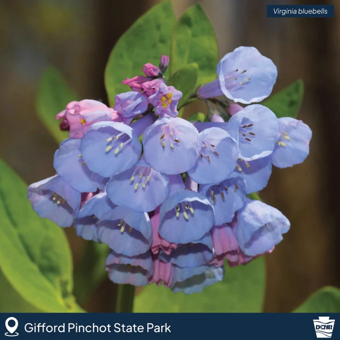Virginia Bluebells blooming at Gifford Pinchot State Park.