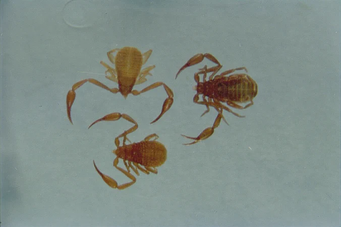 Three orange-brown pseudoscorpions as viewed under a microscope, each no more than 4 mm long. Pear shaped bodies with clawed arms reach out  from the smaller end.