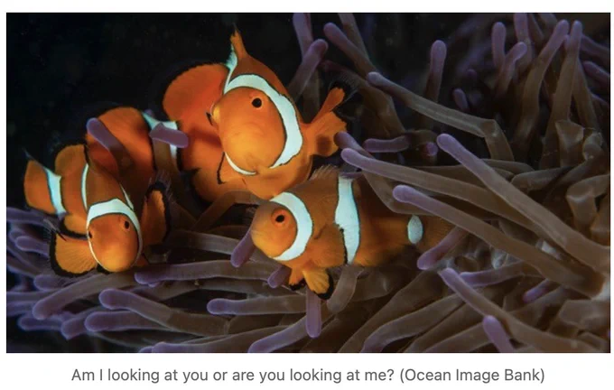 Article about marine citizen science, iNaturalist and the Great barrier Reef