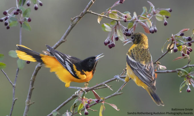 A photo of two Baltimore Orioles perched on budding branches against a blurred green background. Credit: Sandra Rothenberg/Audubon Photography Awards
