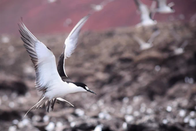 photo of a sooty tern at colony on Ascension