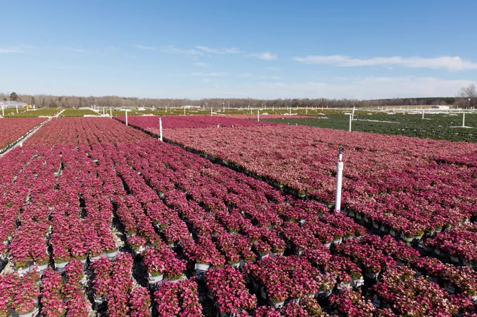 They are a common variety that is easy to care for, so just follow these tips:
-Grow in full sun in colder climates and in partial shade
in very hot regions.
-Provide well-draining, neutral soil and add light
application of organic fertilizer in spring and again in
fall after blooming ceases.
-Keep moist by watering when the soil feels dry to
touch. Note: They do enjoy humidity.
-Prune to remove any dead or damaged foliage and
trim spent blooms stalks to encourage more growth and
flowers.