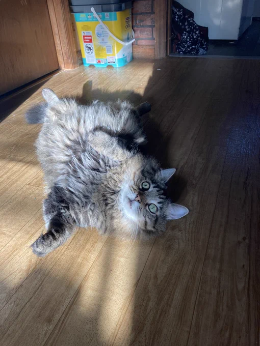 An adorable fluffy, gray, and brown cat laying happily on his back on a wood floor in a sunbeam with his tummy exposed.