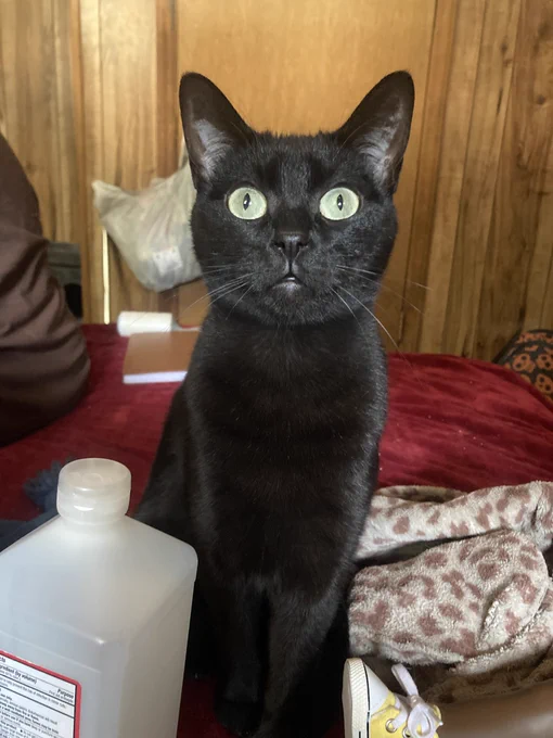 A striking black kitty with big yellow-green eyes sitting tall and looking into the sunlight,