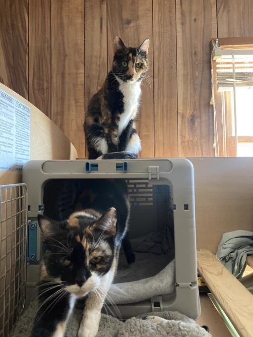 Two calico cats, one inside a crate and stretching as she comes out and the other sitting pretty on top of it.