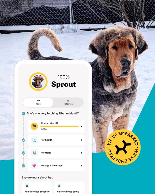 Embark Dog DNA Test results displayed on a smartphone, showing a profile for a dog named Sprout, a Tibetan Mastiff. The screen details breed identification and traits. In the background, Sprout stands in a snowy yard.