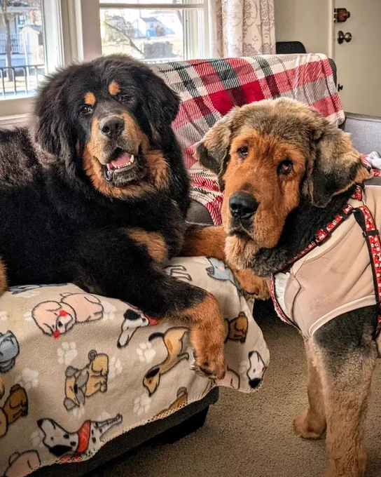 Two large dogs, one a fluffy black and tan and the other a tan with a black muzzle, sit closely together on a couch adorned with a dog-themed blanket. The taller dog wears a decorative collar.