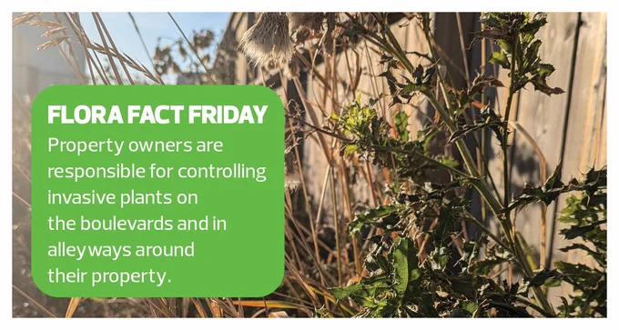 A picture of prickly Canada thistle growing along a wooder fence. Text overlaid reads property owners are responsible for controlling invasive plants on the boulevards and in alleyways around their property 