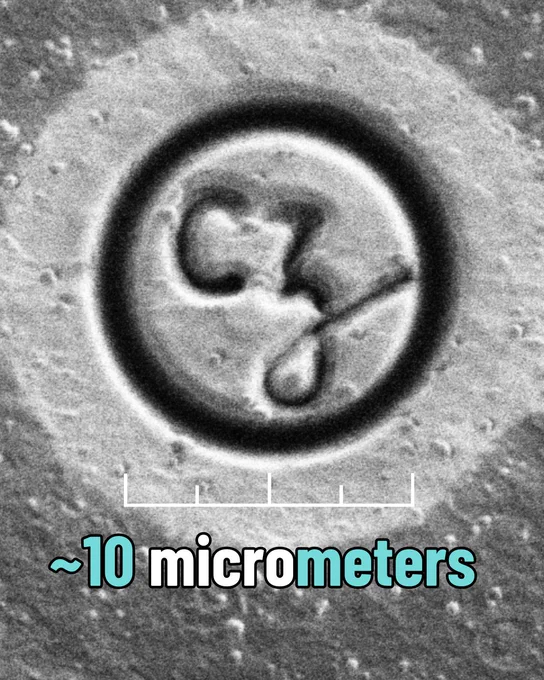 CZI logo carved into a black and grey surface. The caption says ~10 micrometers