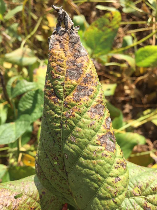 Cercospora leaf blight symptoms include dead and discolored tissue on soybean leaves. 