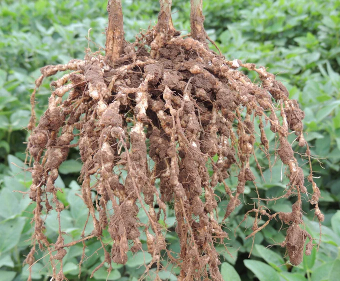 Soybean roots with galls indicative of root knot nematode infection.
